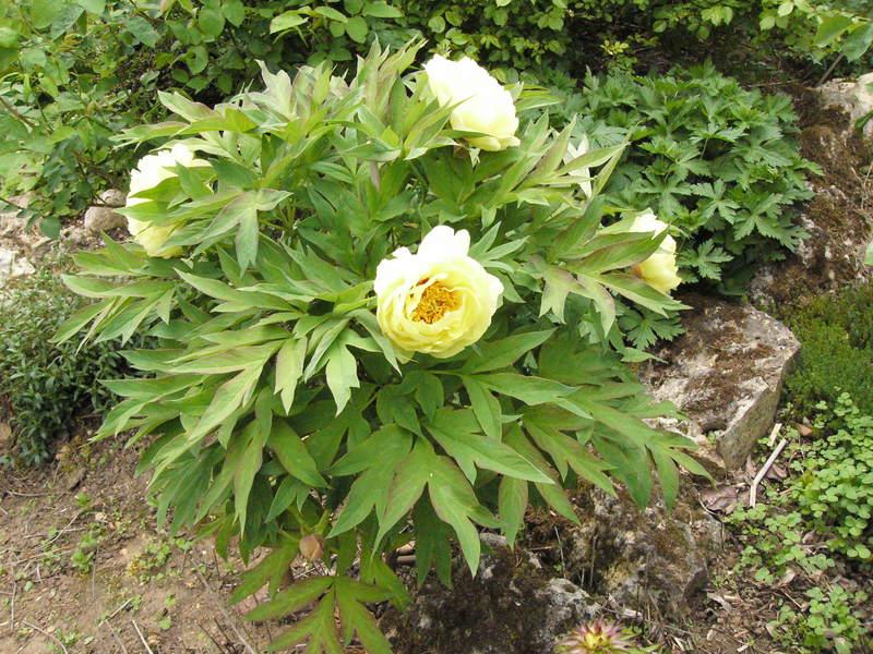 p1320007.jpg