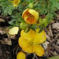 p1320295_potentille_tangerine.jpg