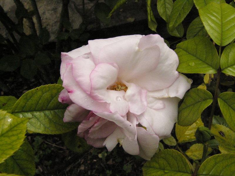 p1320337.jpg