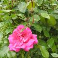 p1320482_.jpg