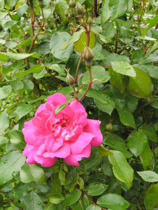 p1320482_.jpg