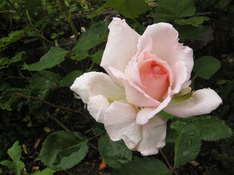 p1320829.jpg