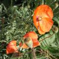 r0010647_red.jpg
