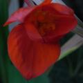 r0012010_red.jpg