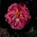 r0012622_mme_bovary_red.jpg
