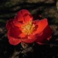 r0012630_orange_sensation_grimp_red.jpg