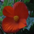 r0012736_red.jpg