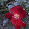 r0013023_red.jpg