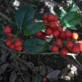 r0013229_red.jpg