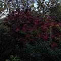 r0013373_red.jpg