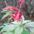 r0013587_red.jpg