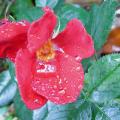 r0013608_red.jpg