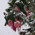 r0013989_red.jpg