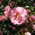 rimg0012_palissade_rose.jpg