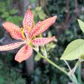 rimg0419_red.jpg