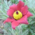 r0015538red.jpg