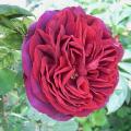 r0017877_red.jpg