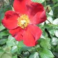 r0017893_red.jpg
