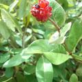 r0020062_red.jpg
