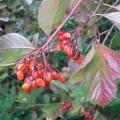 r0022252_red.jpg