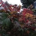 r0022728red.jpg
