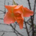 r0022793red.jpg