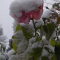 r0022920red.jpg