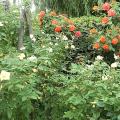 r0025176r.jpg
