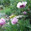 r0025705r.jpg