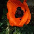 r0026076r.jpg