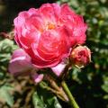 r0027107r.jpg