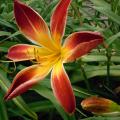r0027457_ruby_spider.jpg