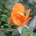 r0027919r.jpg