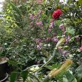 r0029376r.jpg