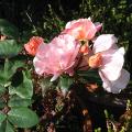 r0029577r.jpg
