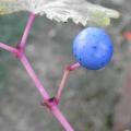 r0030367r.jpg