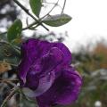 r0030565r.jpg
