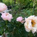 p1000175r.jpg