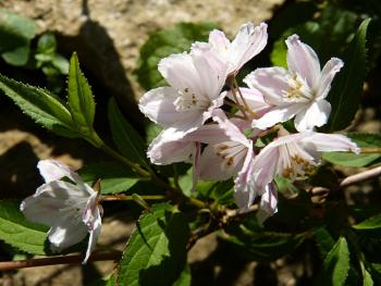 p1000280r.jpg