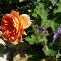p1000475r.jpg