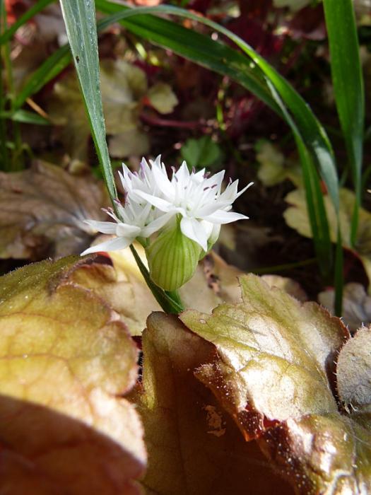 p1000511r.jpg