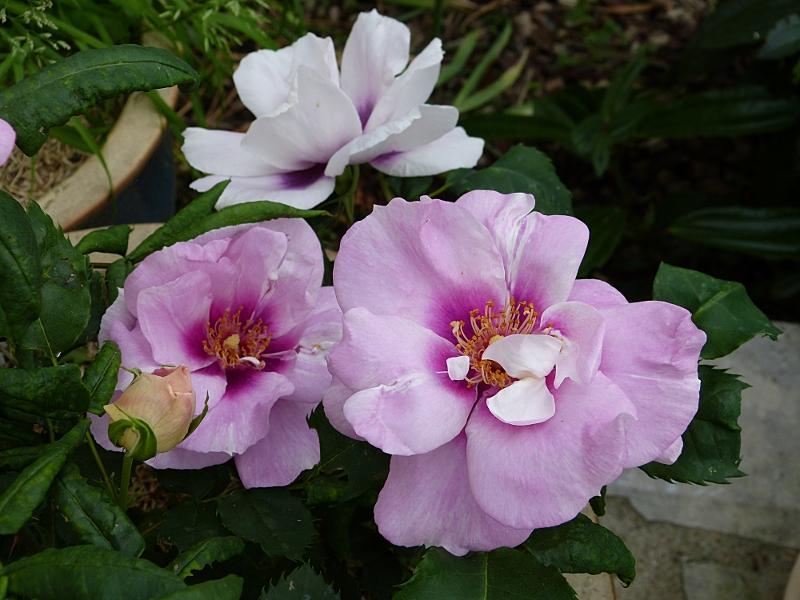 p1000579r.jpg