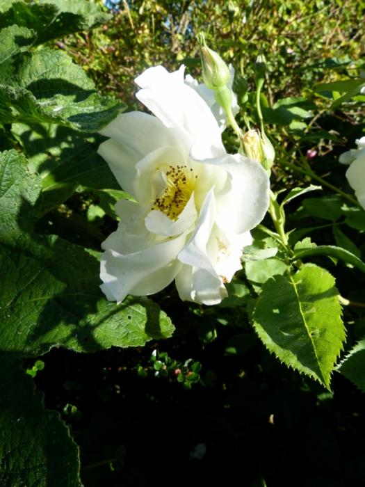 p1000709r.jpg