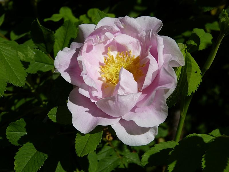 p1000757r.jpg