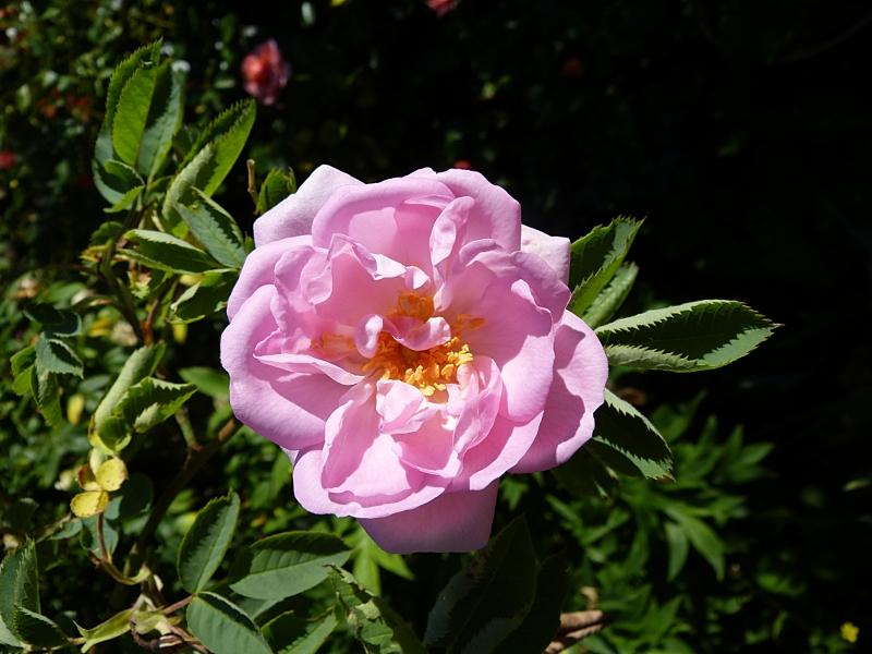 p1000781r.jpg
