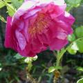 p1000786r.jpg