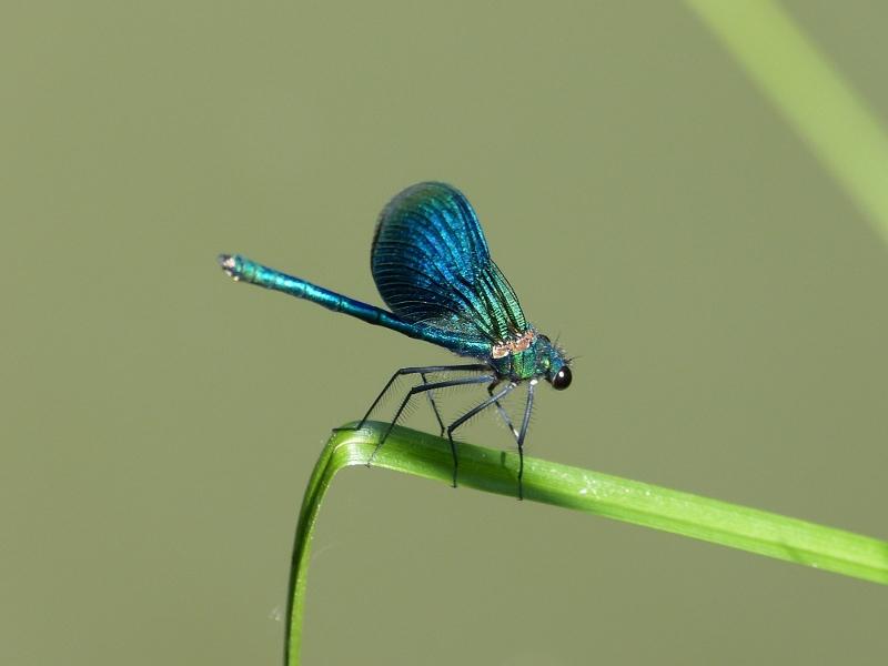 p1000845r.jpg