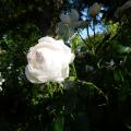 p1010273r.jpg