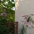 p1010552r.jpg