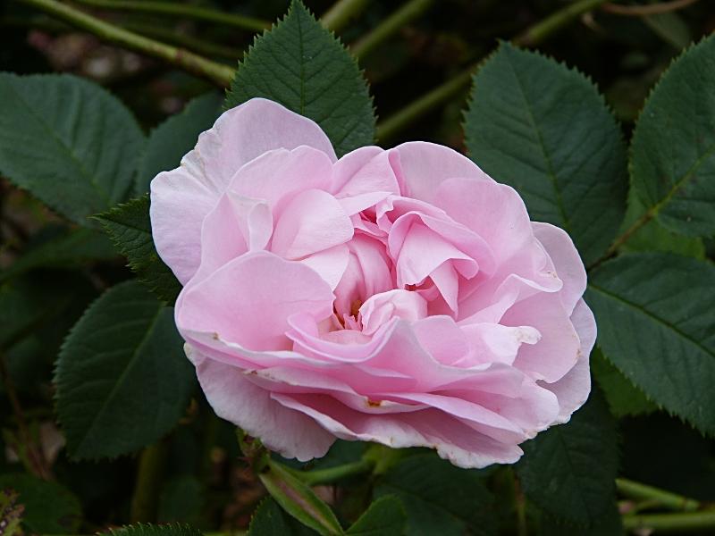 p1020367r.jpg